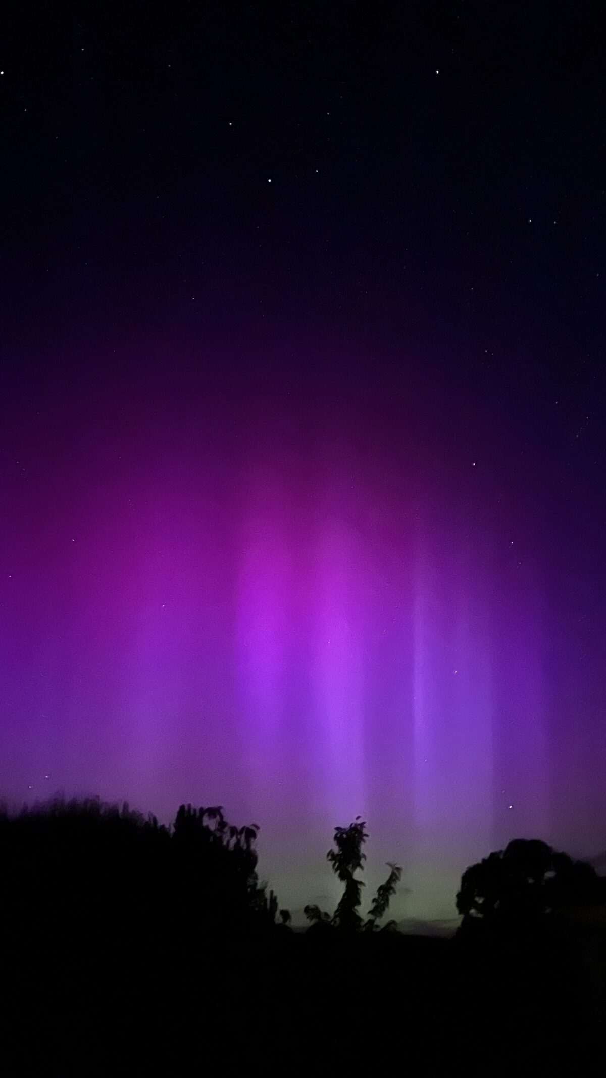 An image of the northern lights above the silhouette of trees.